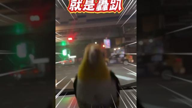 超嗨鳥副駕"跟著音樂動ㄘ動" 超強節奏+律動簡直萌爆️#shorts 超嗨鳥副駕"跟著音樂動ㄘ動" 超強節奏+律動簡直萌爆️#shorts