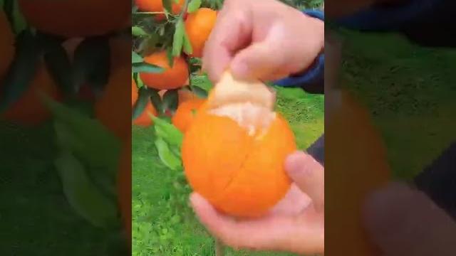 Omg so juicy 橘子熟了#fruit #relax #usa #asmr Omg so juicy 橘子熟了#fruit #relax #usa #asmr