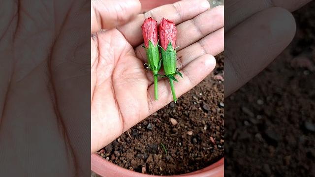 How to propagate hibiscus flowers from flower buds #shorts #hibiscusflowers #gardengrafting How to propagate hibiscus flowers from flower buds #shorts #hibiscusflowers #gardengrafting