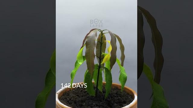 1 year in 50 seconds - mango tree 1 year in 50 seconds - mango tree