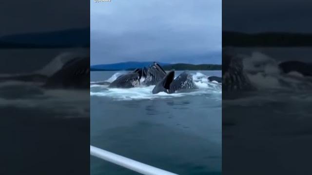 Unexpected number of humpback whales Unexpected number of humpback whales