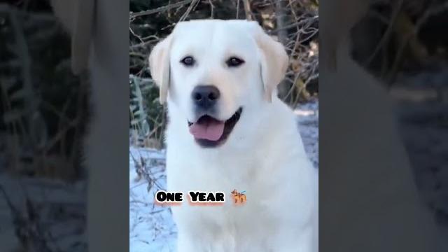 One month to one year labrador transformation #feed #puppy #transformation#dog #pets #cute#labrador One month to one year labrador transformation #feed #puppy #transformation#dog #pets #cute#labrador