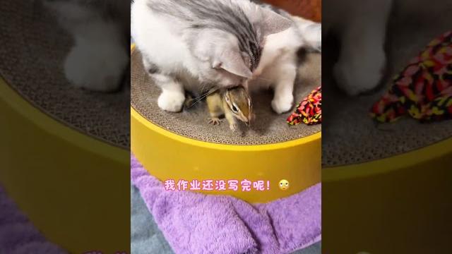 【#小松鼠普洱】小时候最爱骑舅舅的脖子~#小松鼠普洱 #猫和松鼠 #可爱 【#小松鼠普洱】小时候最爱骑舅舅的脖子~#小松鼠普洱 #猫和松鼠 #可爱