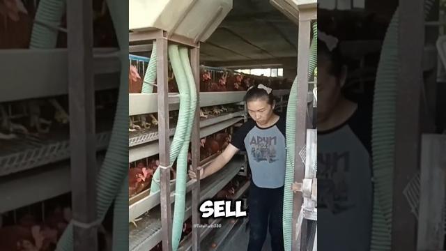 This is how the japanese earn thousands of dollars combining fish and chicken farming ?! This is how the japanese earn thousands of dollars combining fish and chicken farming ?!