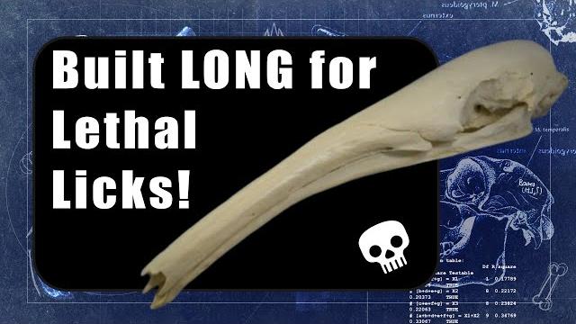 The bonkers skulls of anteaters and pangolins | adaptations for bulk-feeding on ants and termites The bonkers skulls of anteaters and pangolins | adaptations for bulk-feeding on ants and termites