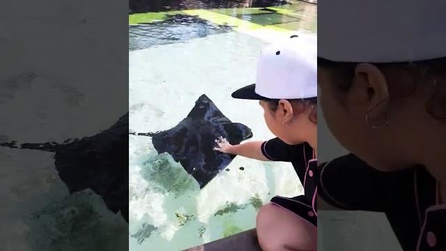 Sea world 2024 ️ Sea world 2024 ️