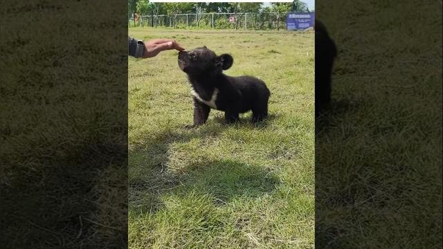 This family rescued a lost bear cub and then this happened... This family rescued a lost bear cub and then this happened...