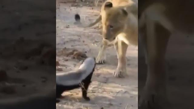 Fearless honey badger takes on 6 lions! #shorts #wildlife Fearless honey badger takes on 6 lions! #shorts #wildlife