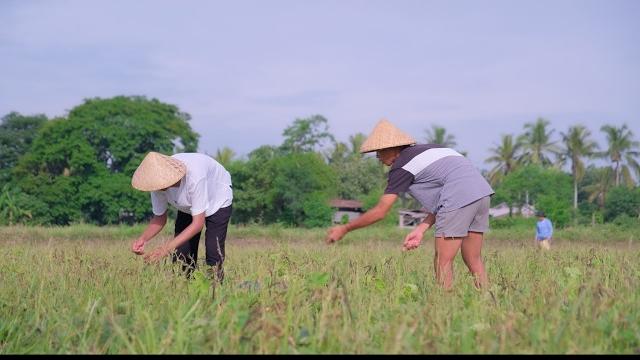 Time to harvest mung beans(munggo) and cook various munggo dishes - munggo bread, ginataan and more! Time to harvest mung beans(munggo) and cook various munggo dishes - munggo bread, ginataan and more!