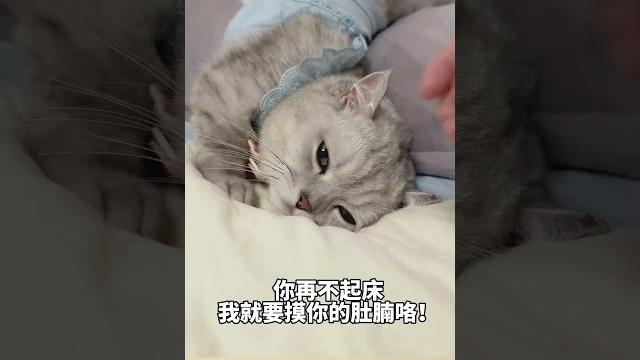 大鲤子鱼蹦蹦乱蹦的 #这个家不能没有小猫 #张嘟嘟 #银渐层 #粤语猫 大鲤子鱼蹦蹦乱蹦的 #这个家不能没有小猫 #张嘟嘟 #银渐层 #粤语猫
