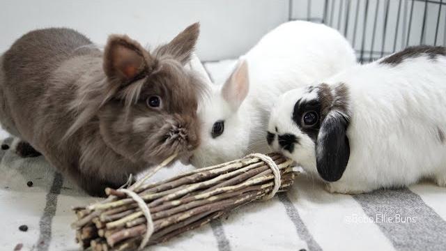 Should you get a pet bunny? Should you get a pet bunny?