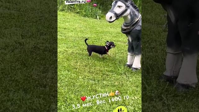 Красотка чихуахуа. у нас можно купить щенка чихуахуа valentra.ru #чихуахуа #chihuahua #puppy #щенок Красотка чихуахуа. у нас можно купить щенка чихуахуа valentra.ru #чихуахуа #chihuahua #puppy #щенок