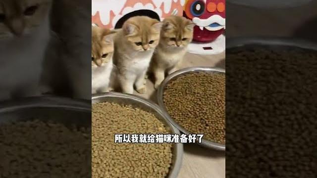 【牛奶是只猫】小老三:终于实现猫砂自由了 #猫咪 #萌宠 #金渐层 【牛奶是只猫】小老三:终于实现猫砂自由了 #猫咪 #萌宠 #金渐层
