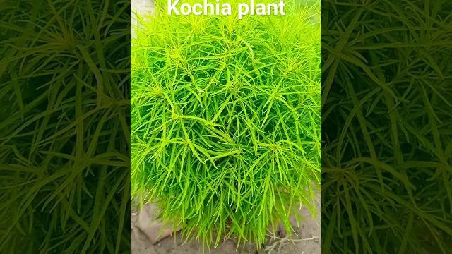 Kochia plant #shorts Kochia plant #shorts