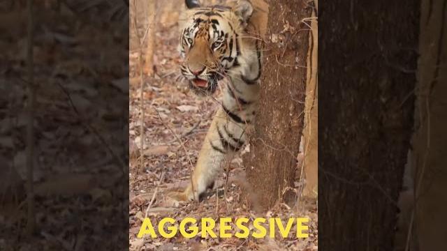 Nalya | the tiger that charges gypsys Nalya | the tiger that charges gypsys