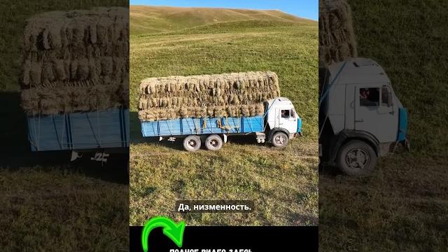 Сенозаготовка в горах дагестана #shorts #дагестан Сенозаготовка в горах дагестана #shorts #дагестан