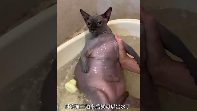 无毛猫洗澡也是很简单的 妮妮不语 #毛孩子们的618囤货清单 #我的618必买清单 无毛猫洗澡也是很简单的 妮妮不语 #毛孩子们的618囤货清单 #我的618必买清单