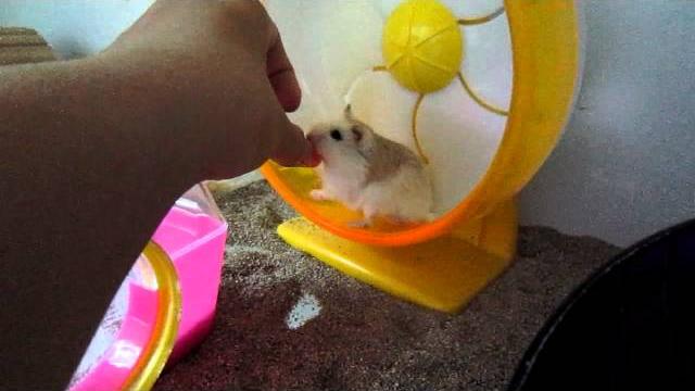 Roborovski hamster eating dried papaya Roborovski hamster eating dried papaya