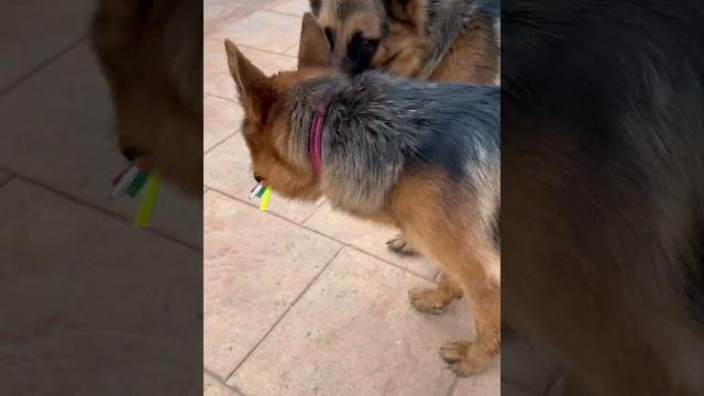#cute #dog #yuka #kira #play #love #enjoy #pets ##germanshepherd #puppy #mascotas #hermosa #cute #dog #yuka #kira #play #love #enjoy #pets ##germanshepherd #puppy #mascotas #hermosa