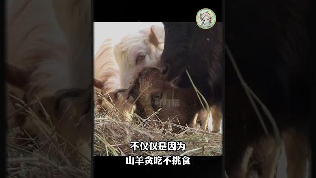 被山羊舔腳底是啥感覺 #shorts #搞笑 被山羊舔腳底是啥感覺 #shorts #搞笑