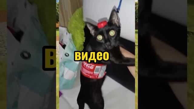 Вирусные видео / кока-кола Вирусные видео / кока-кола