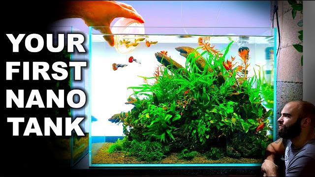 How to make an easy yet beautiful nano aquarium How to make an easy yet beautiful nano aquarium