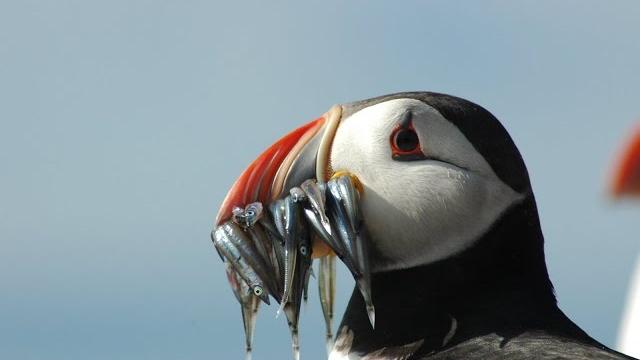 Puffins & seabirds of the beautiful farne islands uk Puffins & seabirds of the beautiful farne islands uk