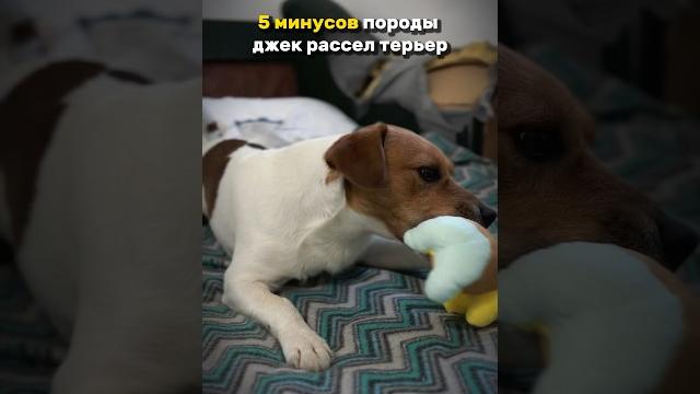 Минусы породы джек рассел терьер 🫎 Минусы породы джек рассел терьер 🫎
