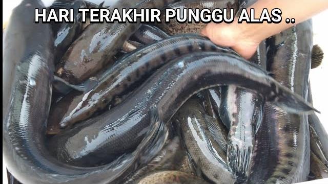 Wajarlah tempat ini disebut gudang ikan ... Wajarlah tempat ini disebut gudang ikan ...