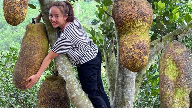 Full video: 60 days of harvesting jackfruit and na bo garden to go to the market to sell Full video: 60 days of harvesting jackfruit and na bo garden to go to the market to sell