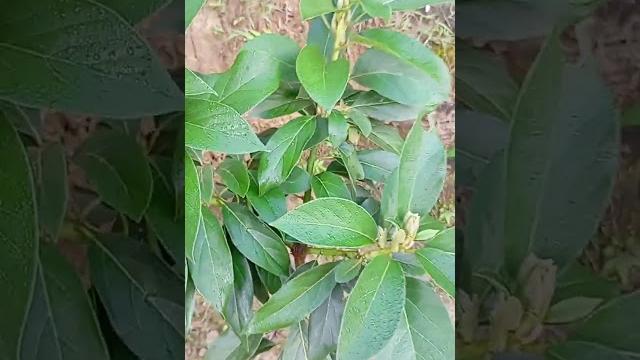 Alpukat black avocado bertunas #alpukat #natural #fruit #farming #djremix #dj #agriculture #garden Alpukat black avocado bertunas #alpukat #natural #fruit #farming #djremix #dj #agriculture #garden