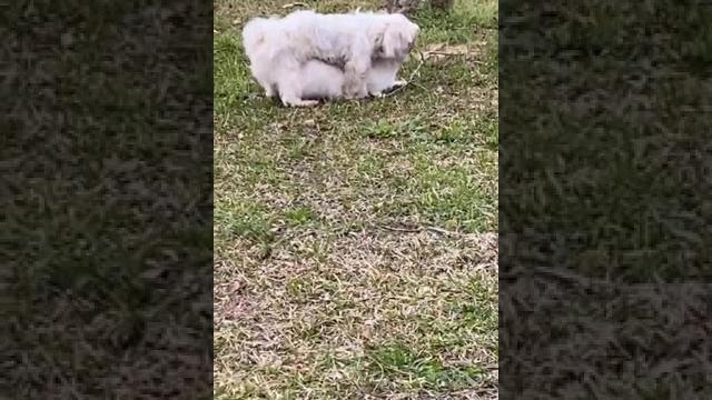 Who knew a dog fucks a cat Who knew a dog fucks a cat