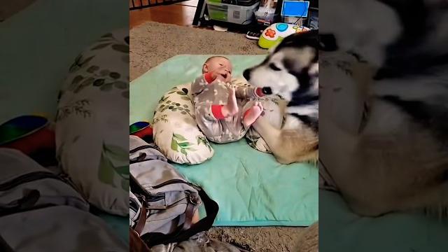 ️ dogs are always tender with children #k9 #pets #dogtraining #dog #pets #germanshepheard ️ dogs are always tender with children #k9 #pets #dogtraining #dog #pets #germanshepheard