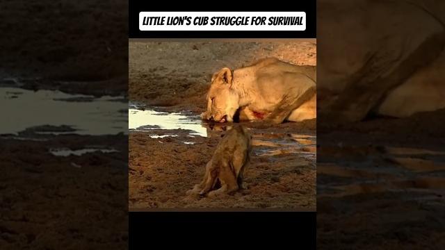 A little lion cub's fight for survival! the most heartbreaking wildlife moment #wildliferescue A little lion cub's fight for survival! the most heartbreaking wildlife moment #wildliferescue