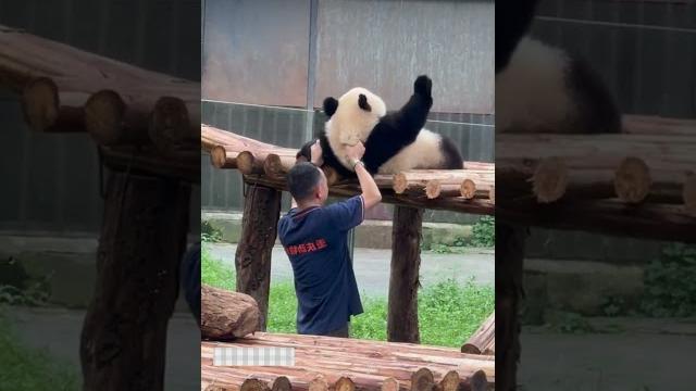 Panda's lazy behavior in real life captured! Panda's lazy behavior in real life captured!