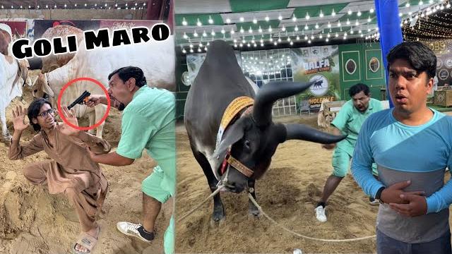 Cow mandi mein gun prank kia mamu ko takar lagi Cow mandi mein gun prank kia mamu ko takar lagi