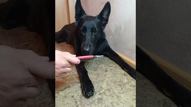 Как научить собаку спокойно стричь когти Как научить собаку спокойно стричь когти