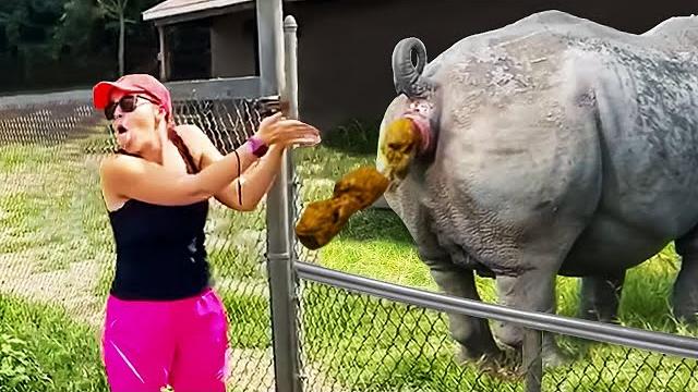 Interesting zoo animal moments caught on video Interesting zoo animal moments caught on video