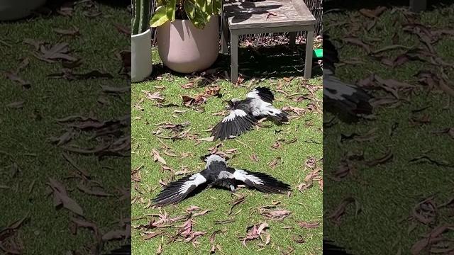 Magpies lie flat on the ground for sunbath Magpies lie flat on the ground for sunbath