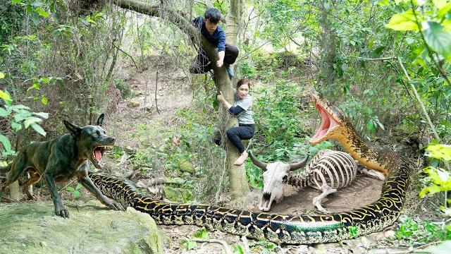 Smart dog discovers giant anaconda and dry cow skeleton - what will the female hunter do? Smart dog discovers giant anaconda and dry cow skeleton - what will the female hunter do?