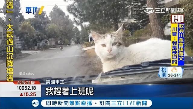 命大!午睡選錯地方 小喵在車頂隨車時速破百狂飆|【萌寵54來當家】20180525|三立新聞台 命大!午睡選錯地方 小喵在車頂隨車時速破百狂飆|【萌寵54來當家】20180525|三立新聞台