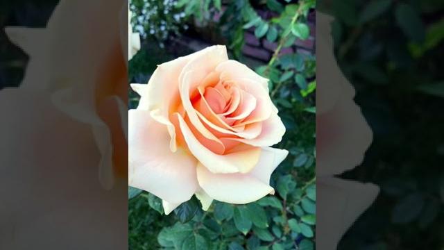 Marilyn monroe rose Marilyn monroe rose