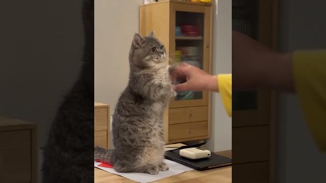 #cute #cat #cute #cat