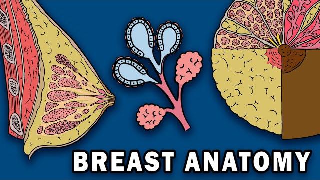 Breast anatomy Breast anatomy