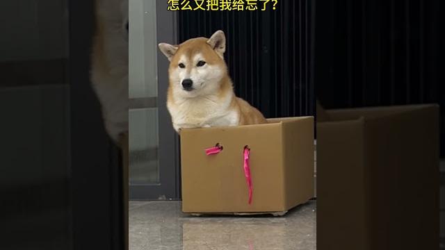 狗子终于能坐猫狗巴士回日本了 #猫猫巴士 #我和我的猫 #万物可爱计划 #我家宝贝过新年 狗子终于能坐猫狗巴士回日本了 #猫猫巴士 #我和我的猫 #万物可爱计划 #我家宝贝过新年