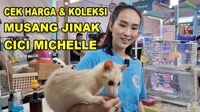 Cek harga & koleksi musang jinak cici michelle Cek harga & koleksi musang jinak cici michelle