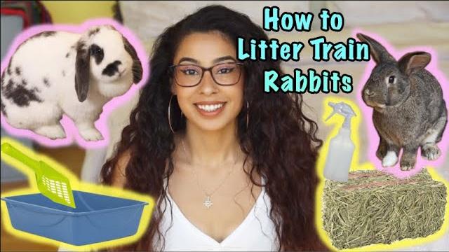 How to litter train a rabbit How to litter train a rabbit