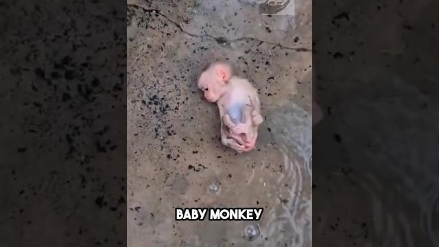 This woman rescued a baby monkey! #monkey #rescue This woman rescued a baby monkey! #monkey #rescue