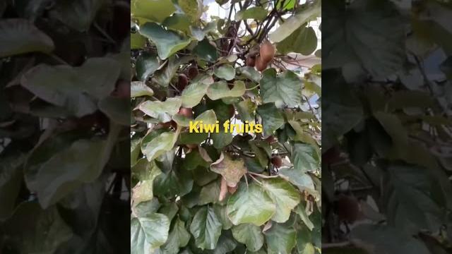 Kiwi fruits #short beta #vhie channel20 Kiwi fruits #short beta #vhie channel20