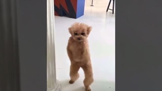 #puppy #funny #memes #cat #cute #twerk #puppy #funny #memes #cat #cute #twerk